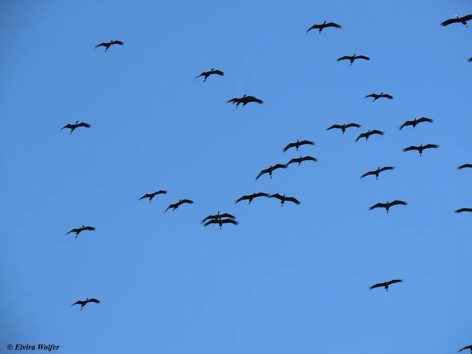 Open-billedStorkflying2.jpg