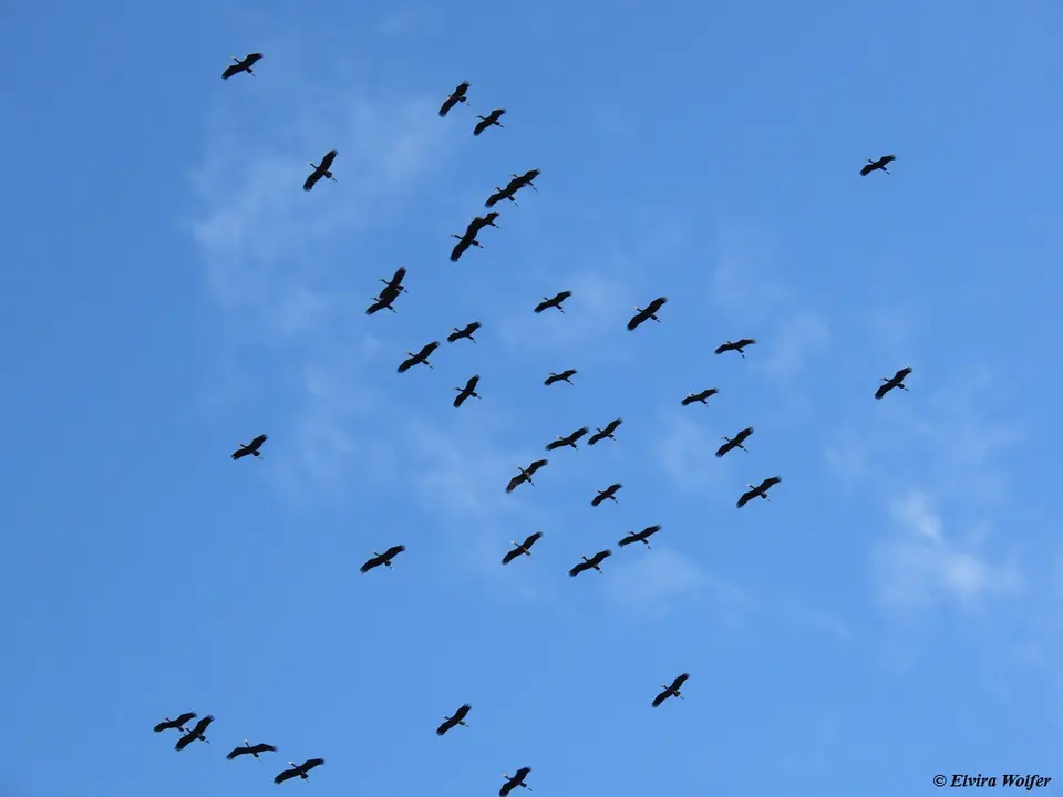 Open-billedStorkflying4.jpg