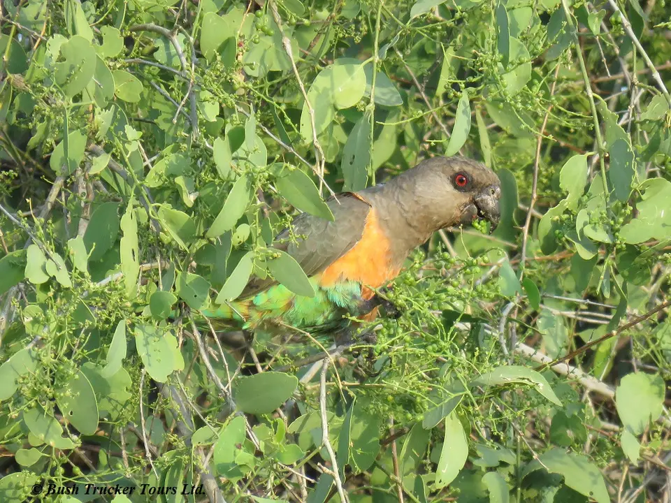 Orange-belliedParrot2.jpg