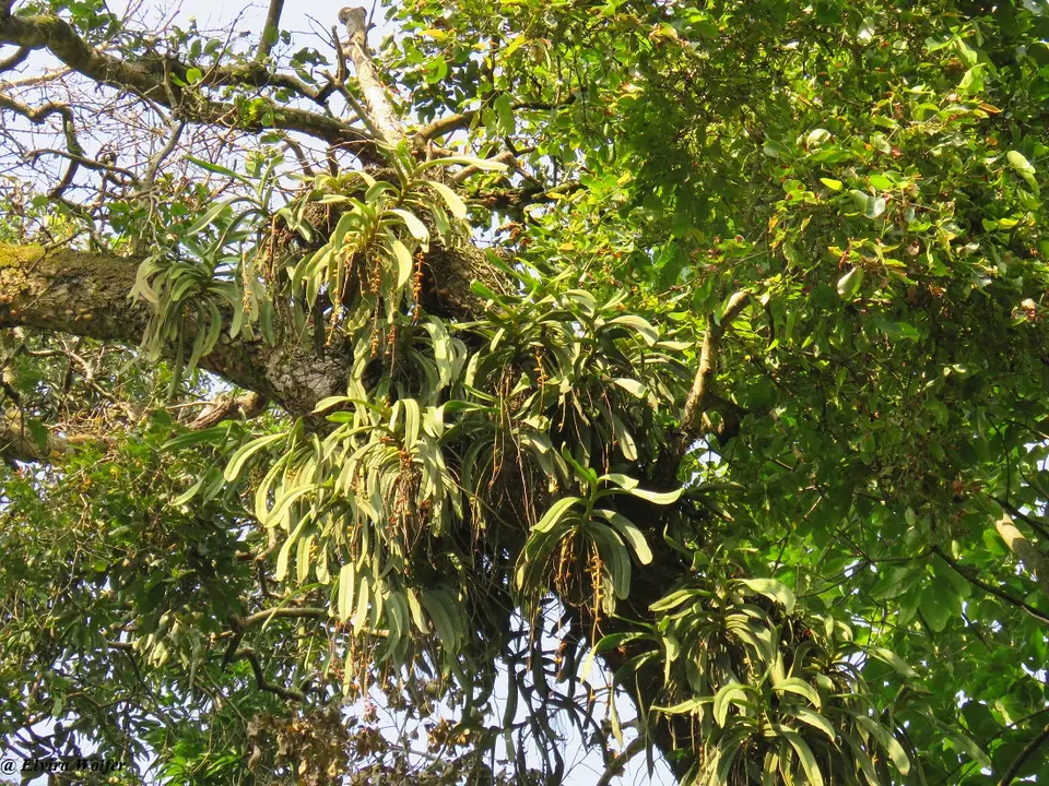 Orchid.jpg