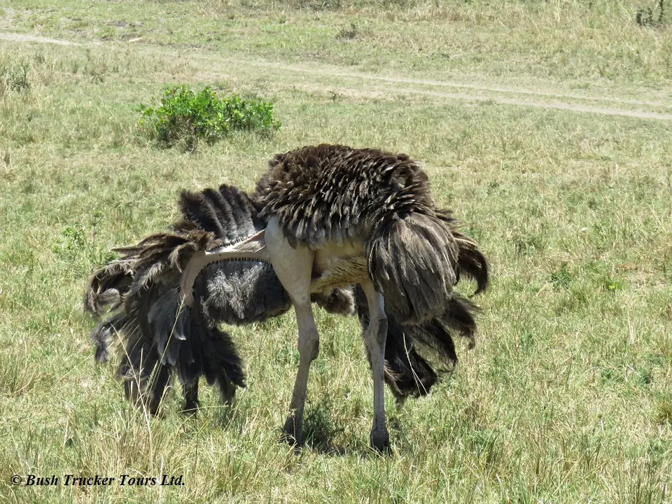 Ostrichfemale.jpg