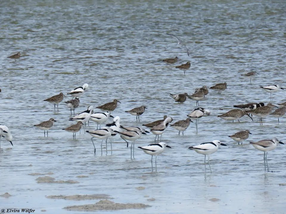 OysterCatcher.jpg