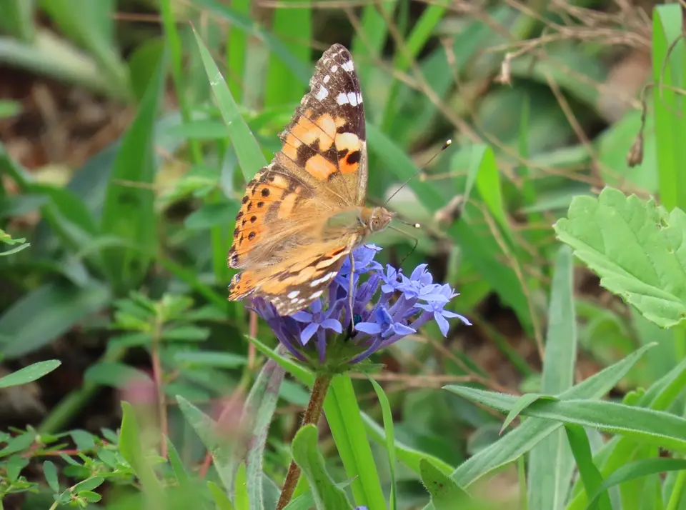 PaintedLady1.jpg