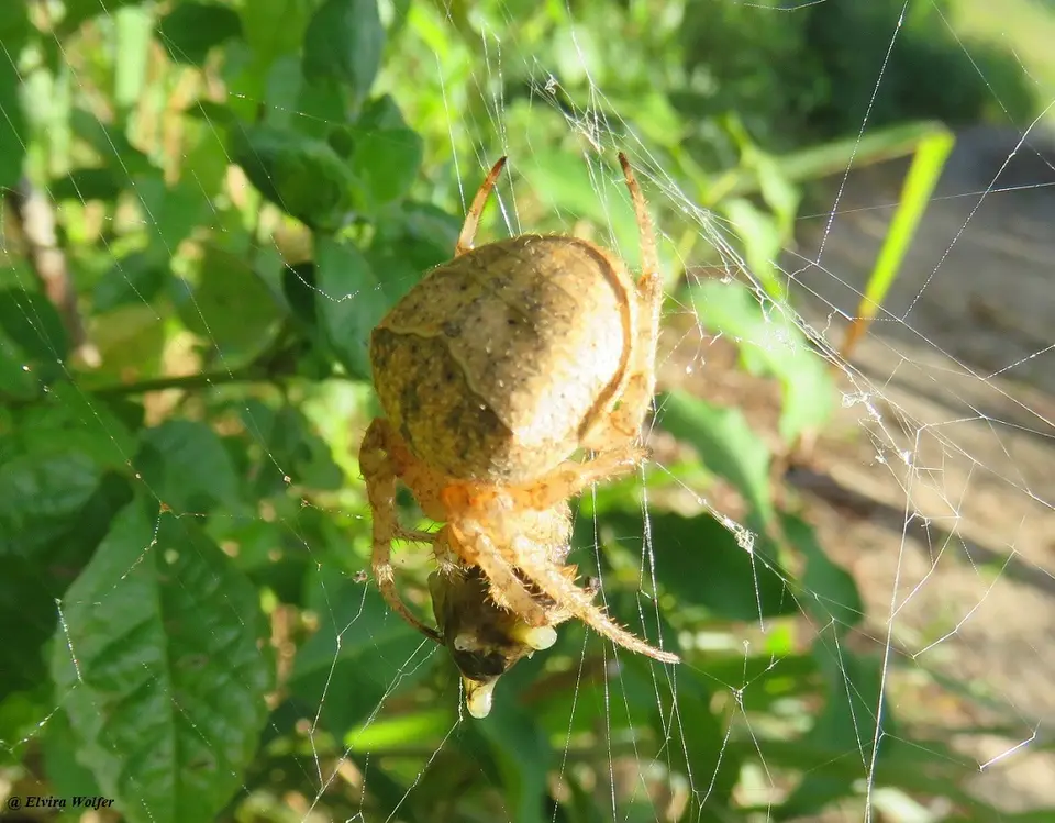 Paraneus-orb-webspider.jpg