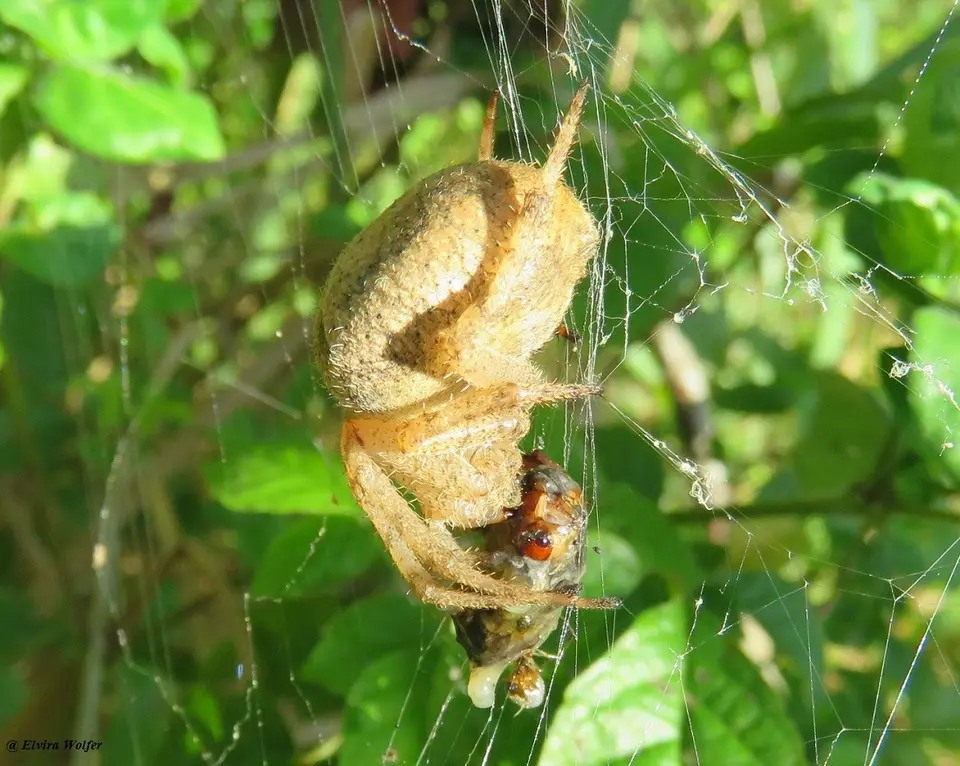 Paraneusorb-webspider2.jpg