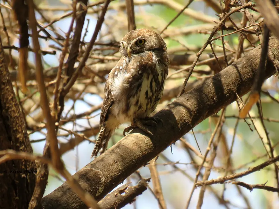 Pearl-spottedOwlet2.jpg