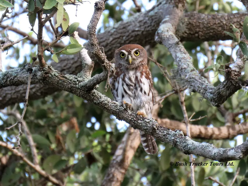 PearlspottedOwlet1.jpg