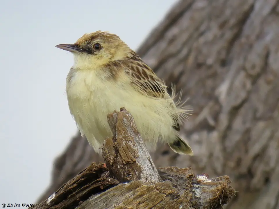 Pectoral-patchCisticola-2.jpg