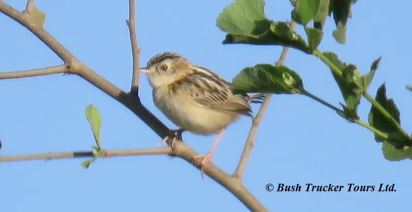 Pectoral-patchCisticola.jpg