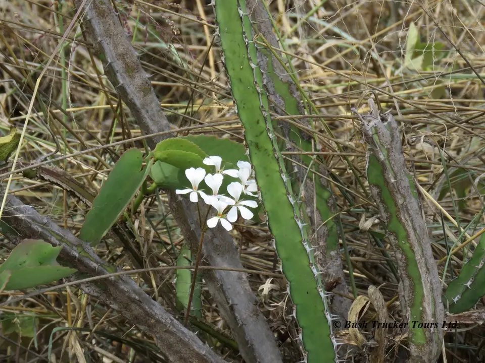 Pelargoniummultibracteatum.jpg