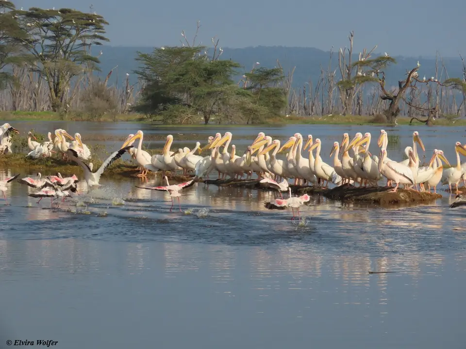 PelikaneundFlamingos4.jpg