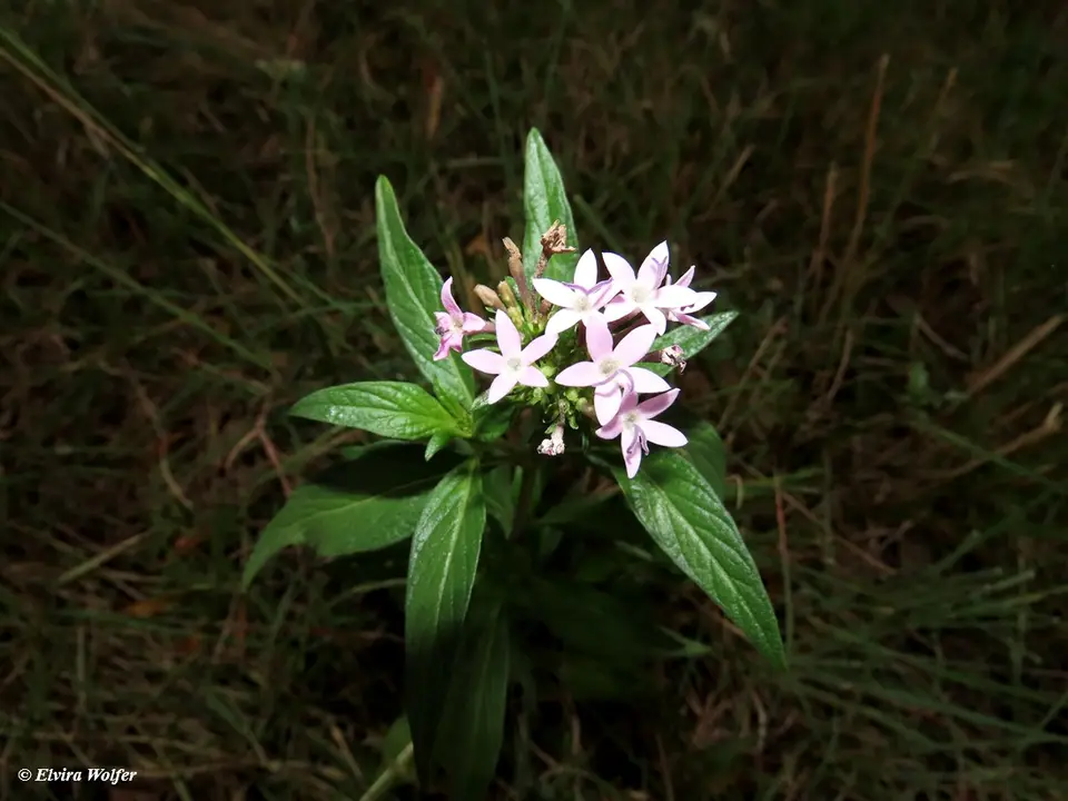 Pentaslanceolata.jpg