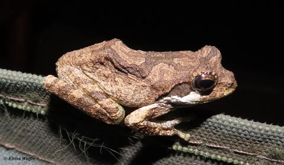 Peter'sfoam-nestfrogtiny.jpg