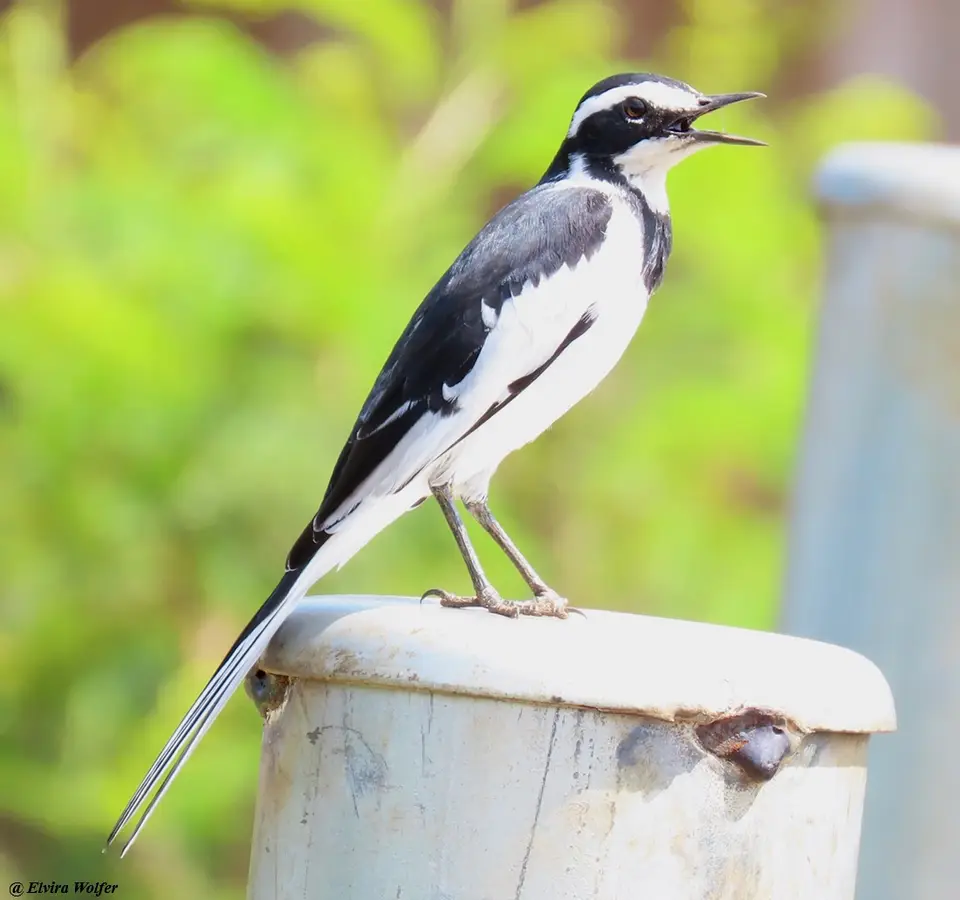 PiedWagtailmale.jpg