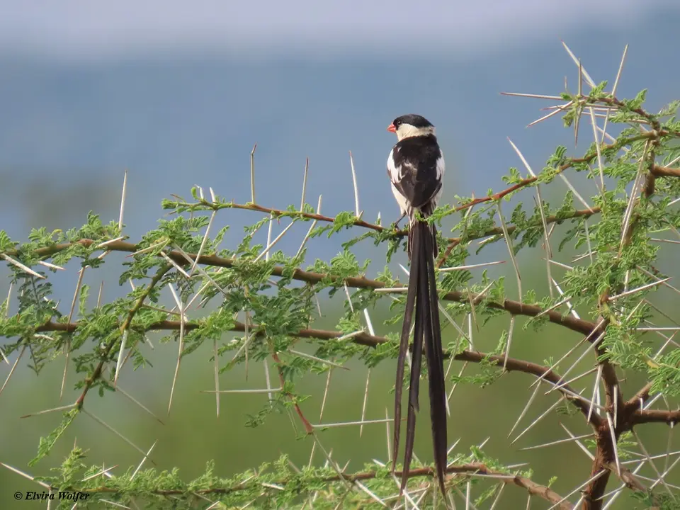 Pin-tailedWhydah.jpg