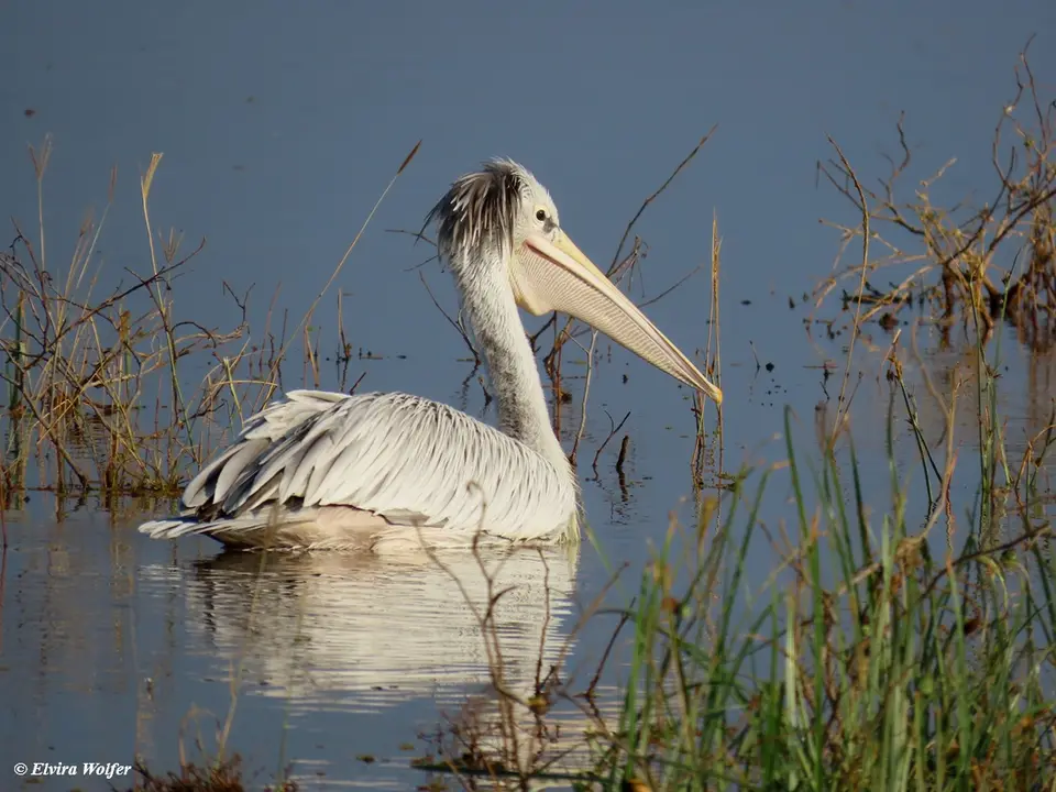 Pink-backedPelican1.jpg