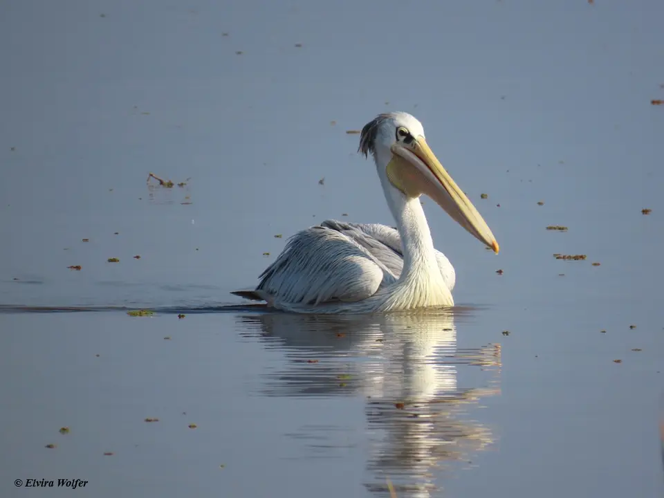 Pink-backedPelican2.jpg