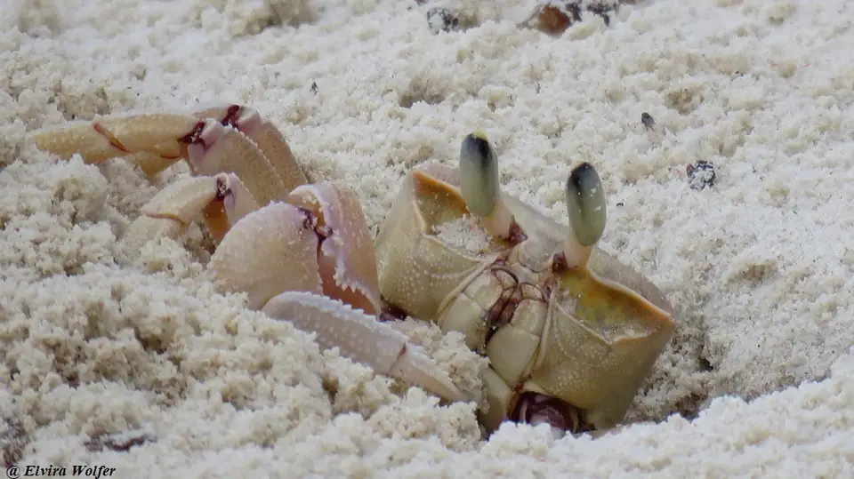 PinkGhostCrab-Ocypoderyderi-Ocypodidae.jpg