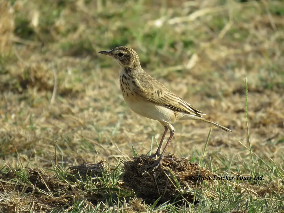 Plain-backedPipit-2.jpg