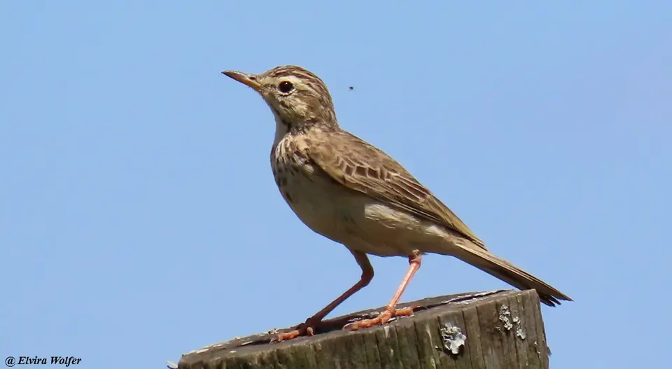 Plain-backedPipit-Anthusleucophrysgoodsoni.jpg