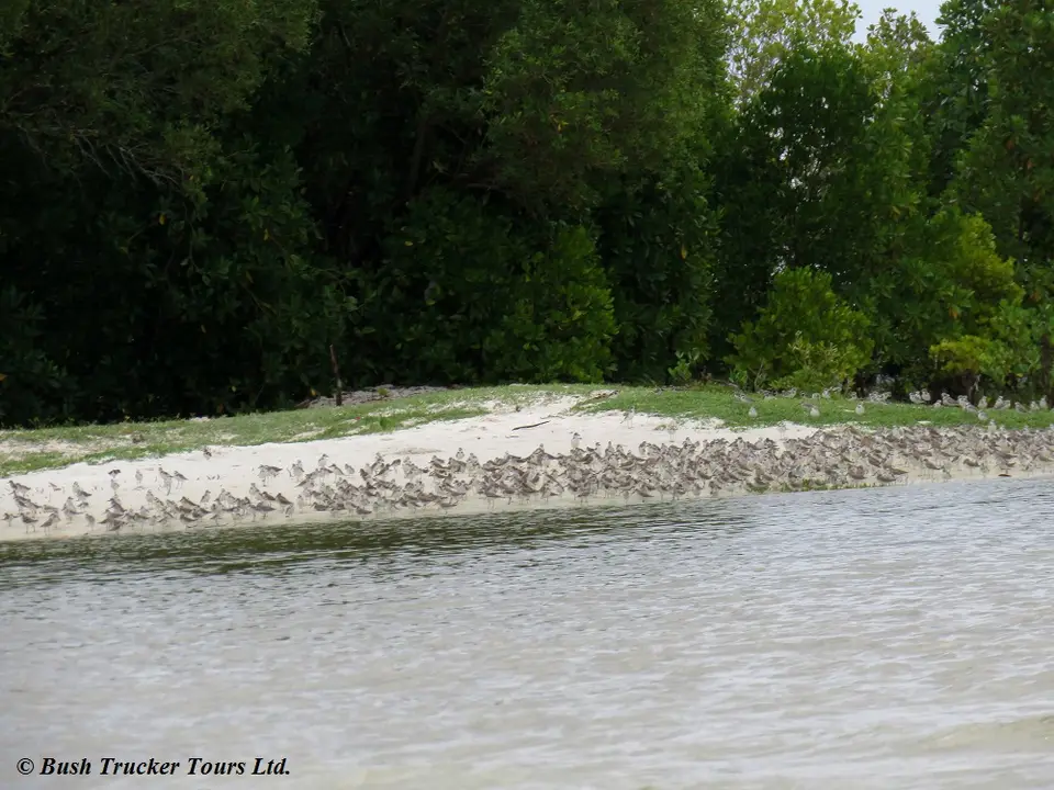 Plovers1.jpg