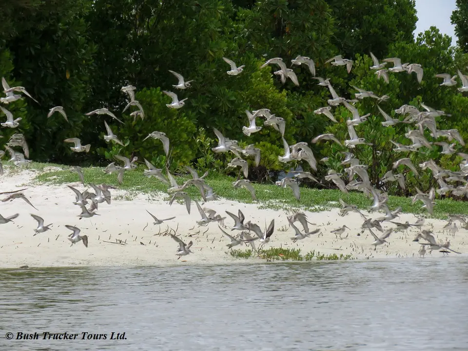 Plovers2.jpg