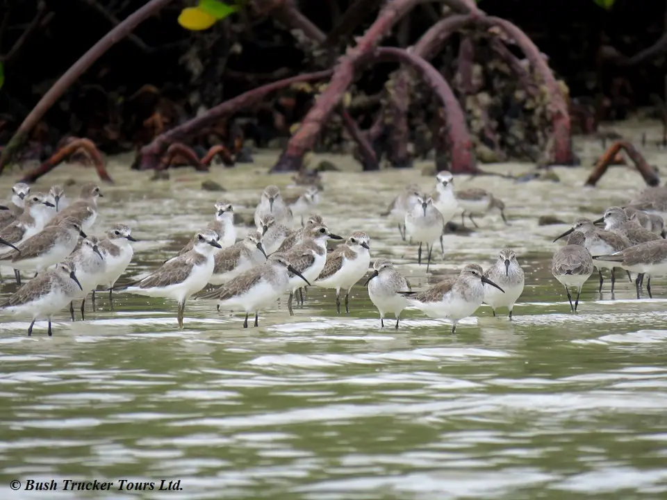 Plovers3.jpg