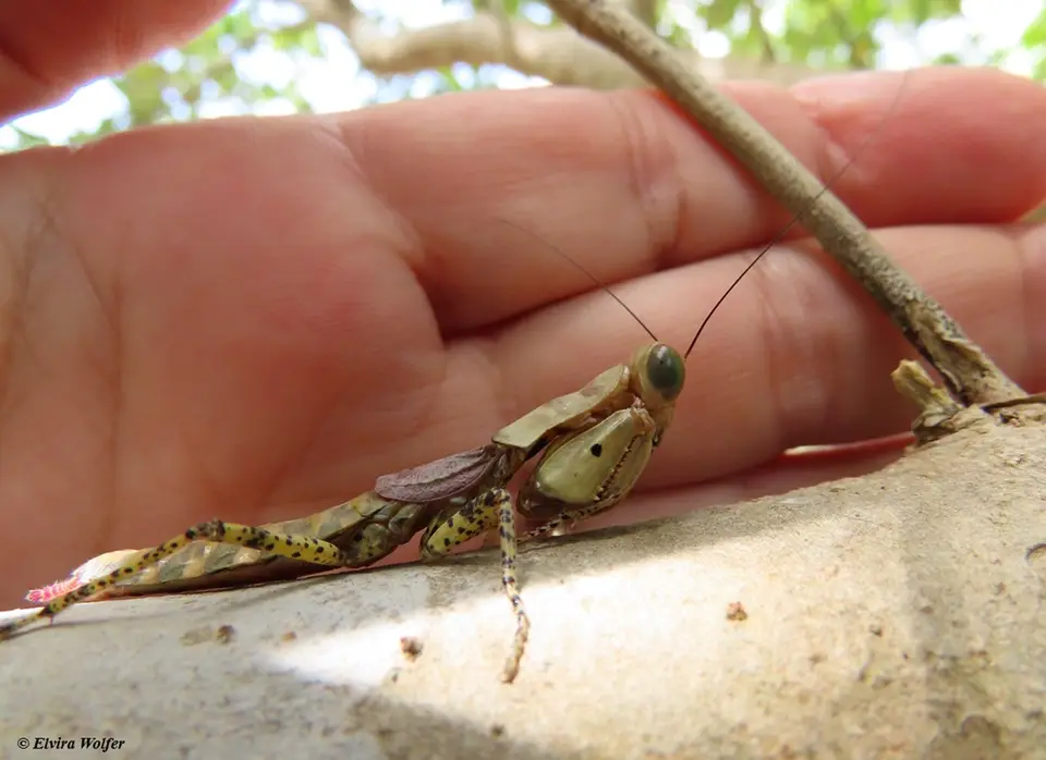 PreyingMantis.jpg