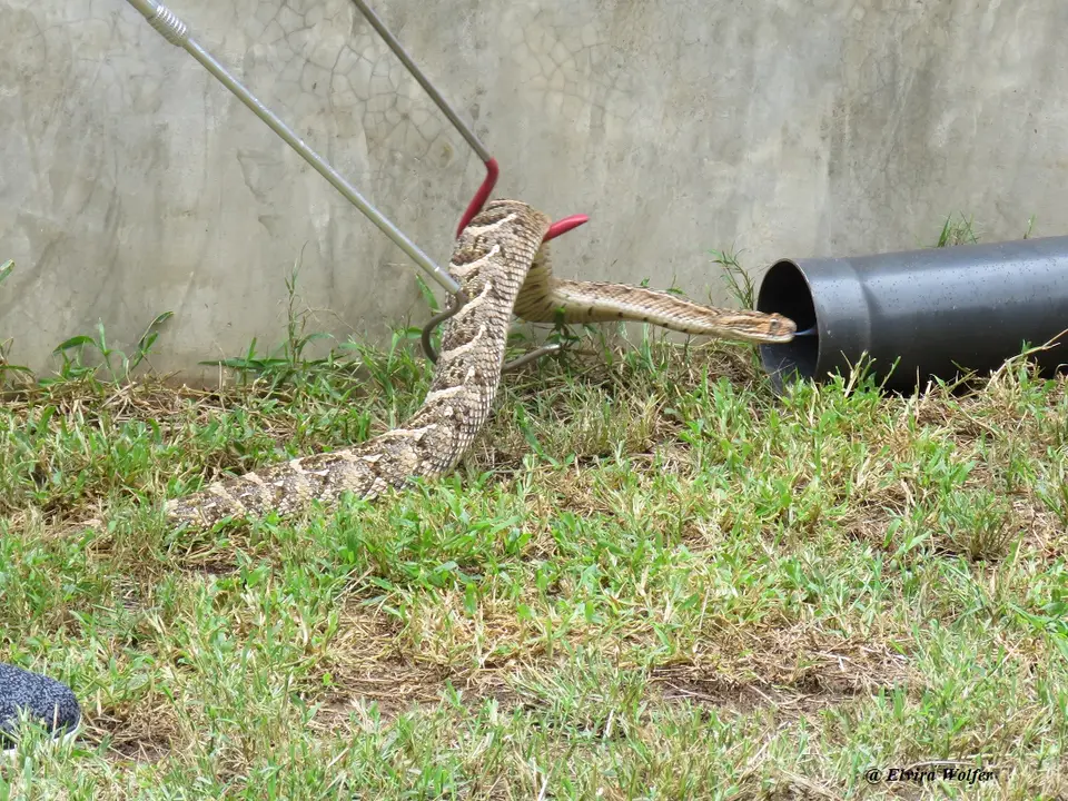 PuffAdder4.jpg
