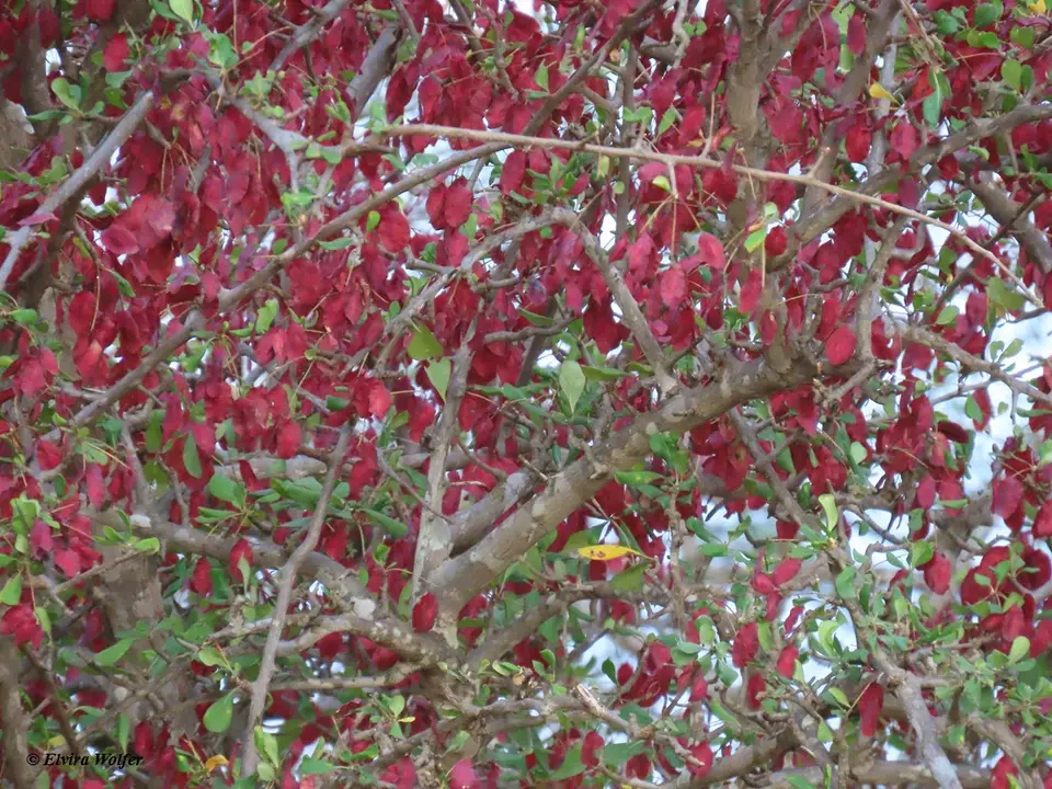 Purple-podTerminalia-Terminaliaprunioides.jpg