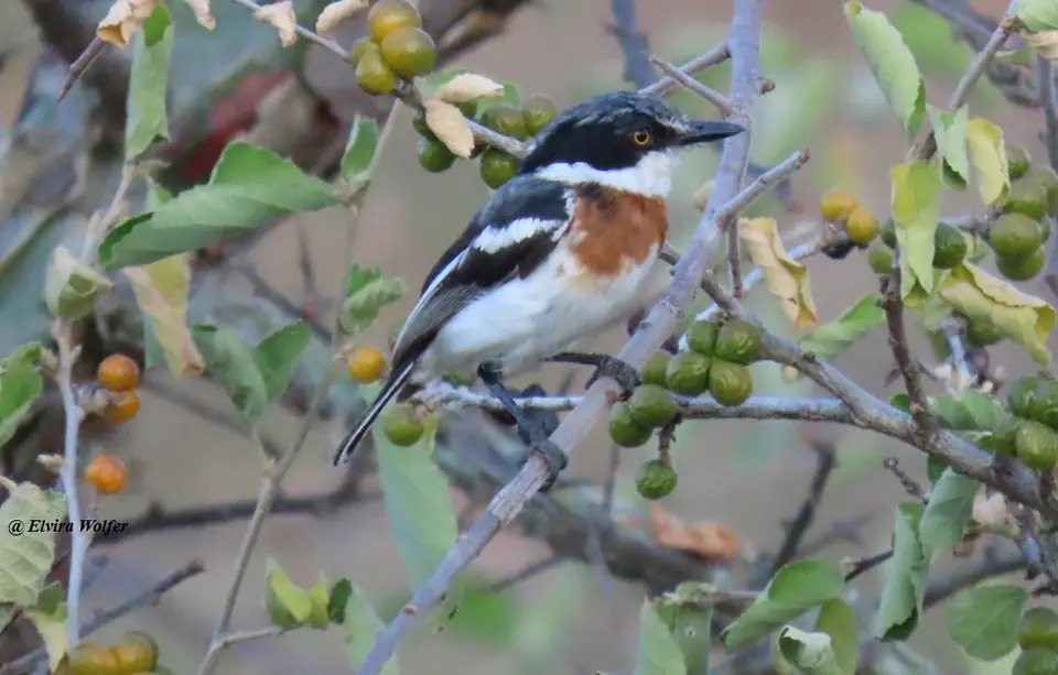 PygmyBatisfemale.jpg