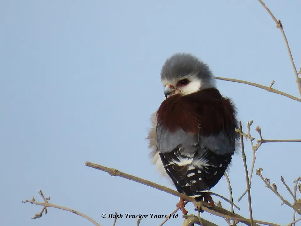 PygmyFalconfemale.jpg