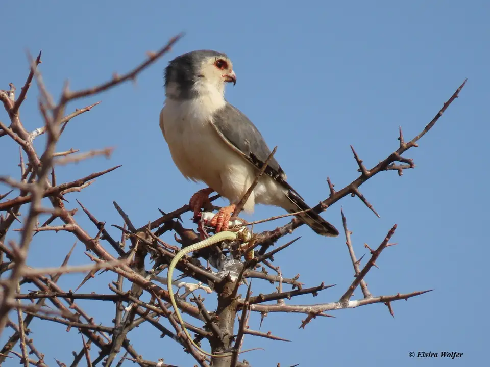 PygmyFalconmalewithprey2.jpg