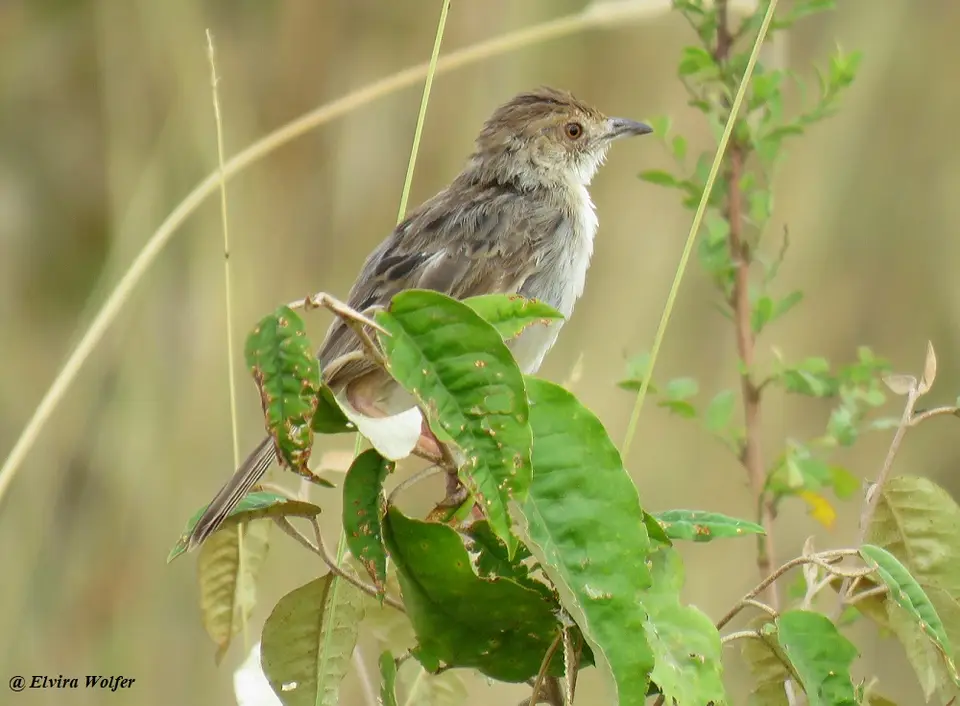 RattlingCisticola.jpg