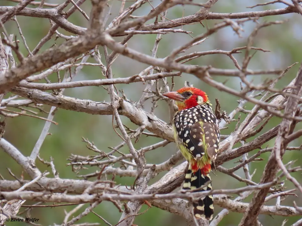 Red-and-yellowBarbet-2.jpg