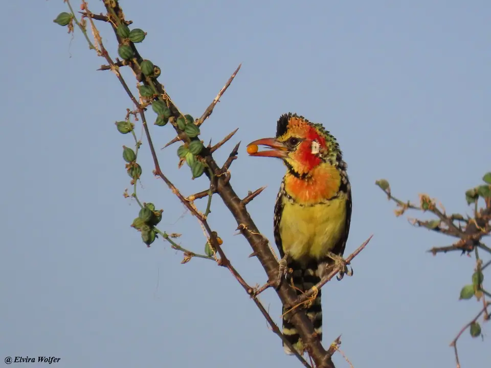 Red-and-yellowBarbet.jpg