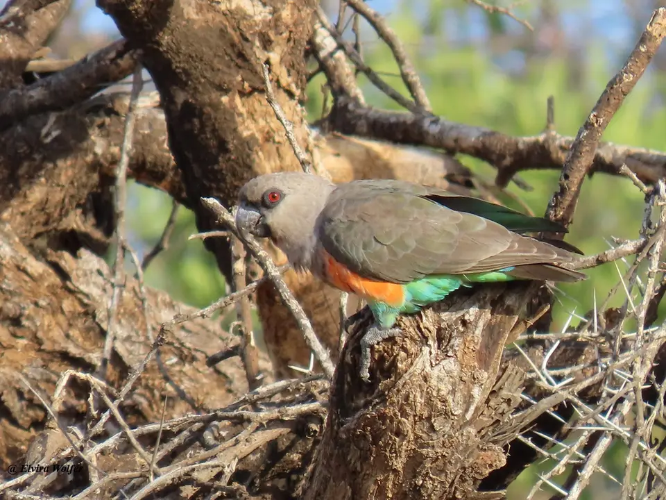 Red-belliedParrot1.jpg