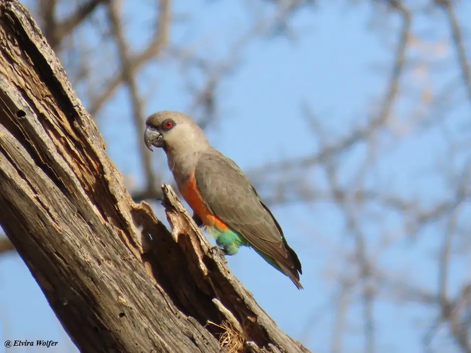 Red-belliedParrot2.jpg