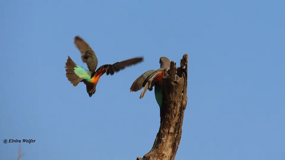 Red-belliedParrot4.jpg