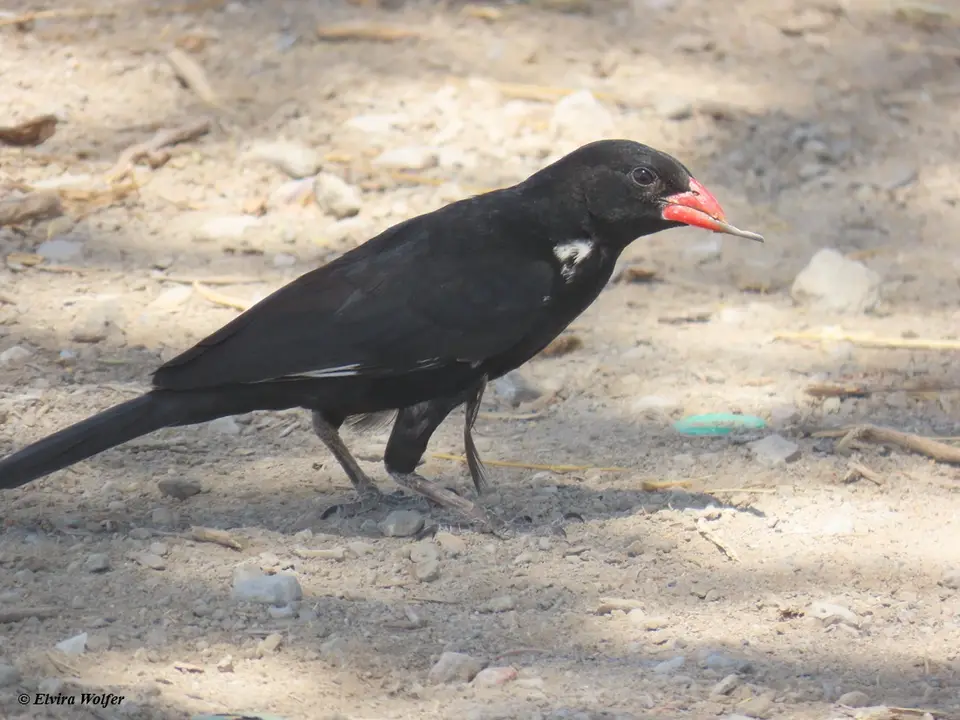 Red-billedBuffaloWeaver2.jpg