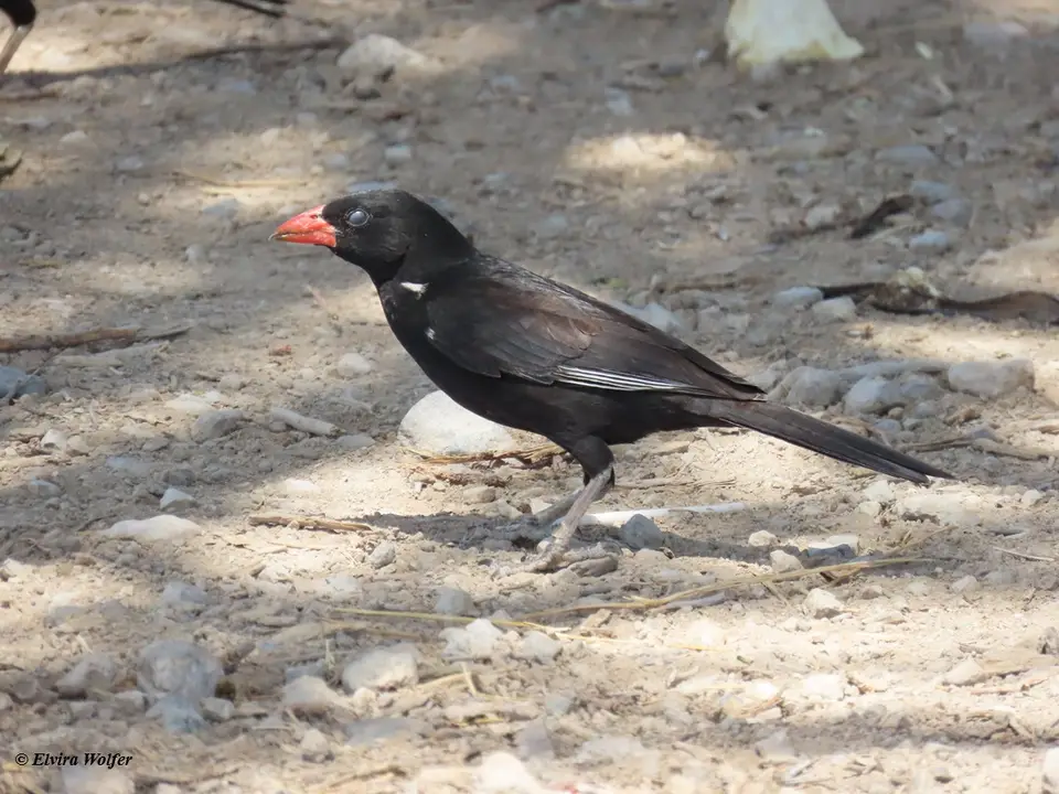 Red-billedBuffaloWeaver4.jpg