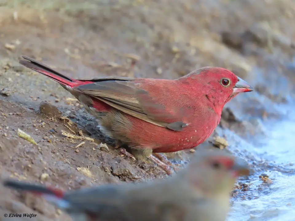 Red-billedFirefinch.jpg