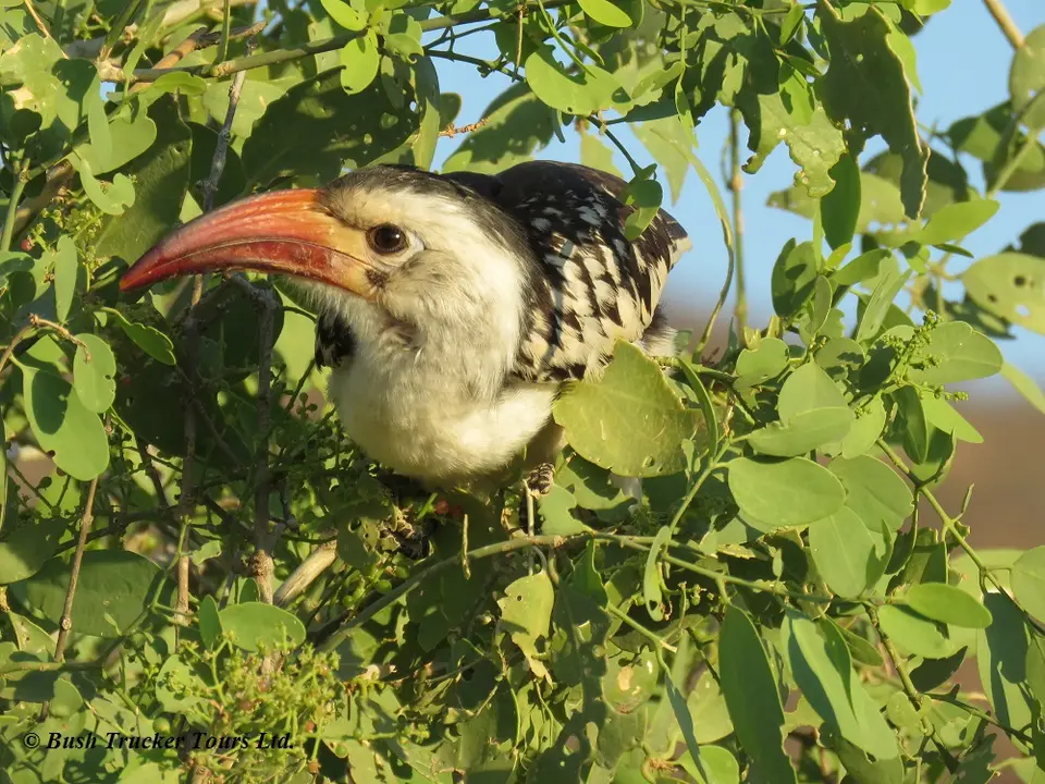 Red-billedHornbill-2.jpg