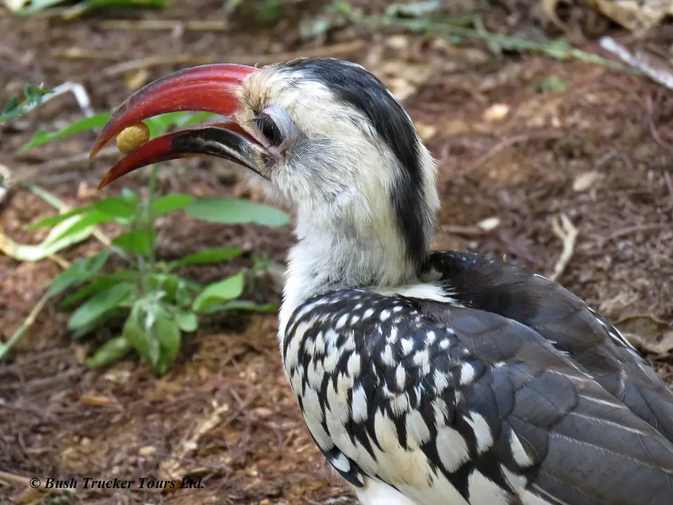 Red-billedHornbill.jpg