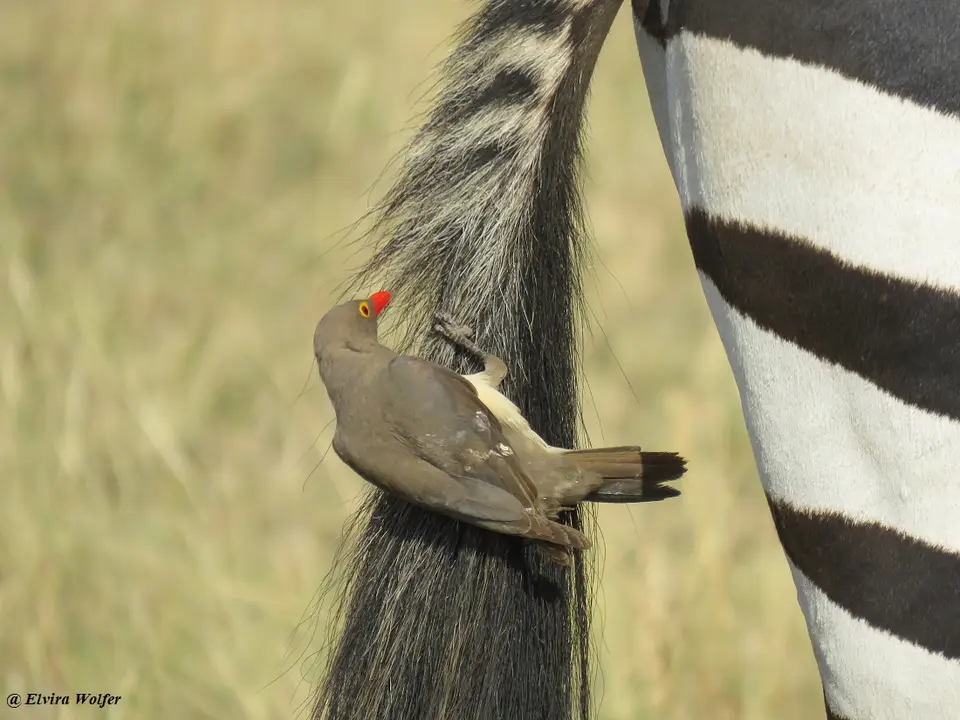 Red-billedOxpeckeronZebra.jpg