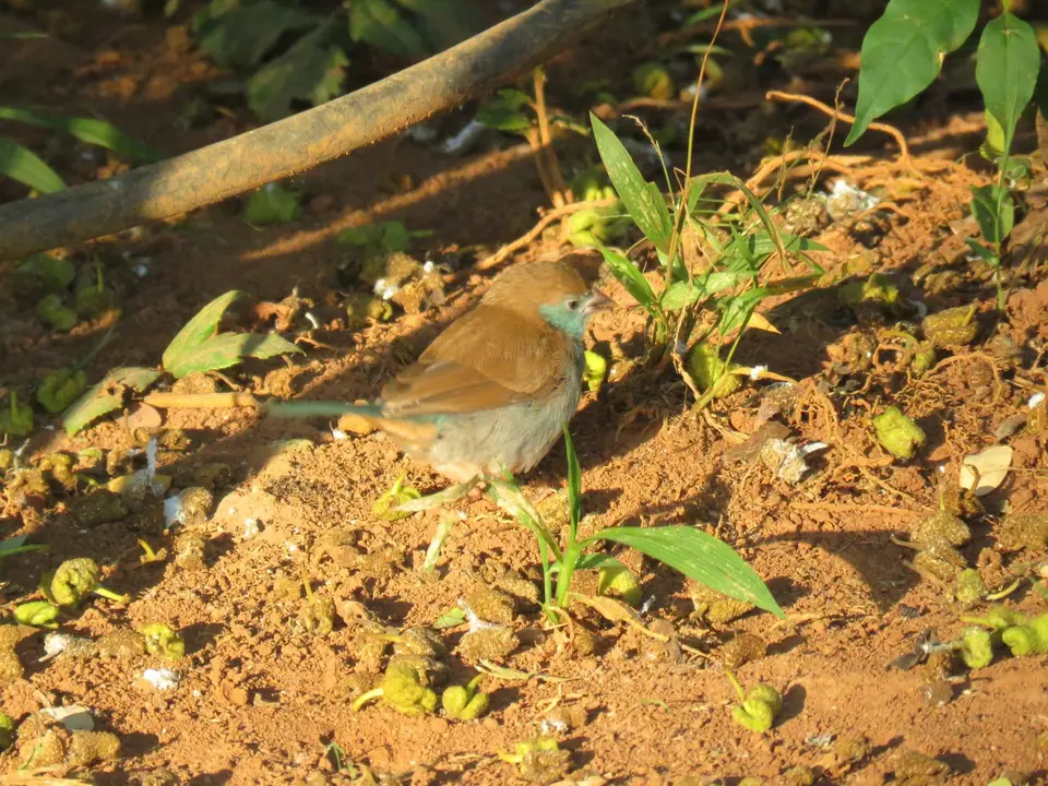 Red-cheekedCordon-bleu.jpg