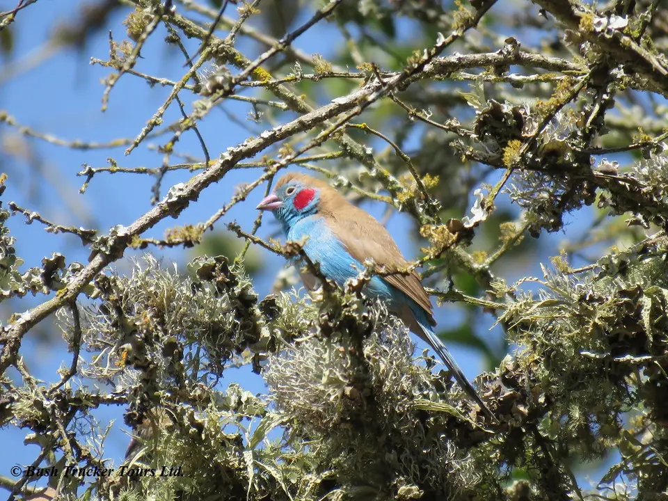 Red-cheekedCordonbleu.jpg