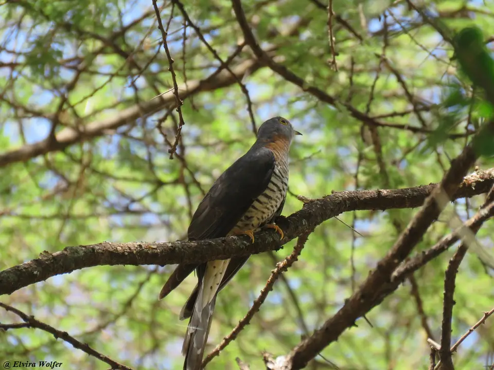 Red-chestedCuckoo.jpg