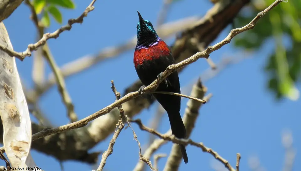 Red-chestedSunbird.jpg
