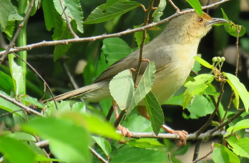 Red-facedCisticola.jpg